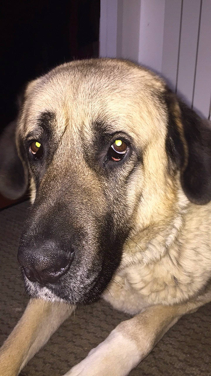 Kangal