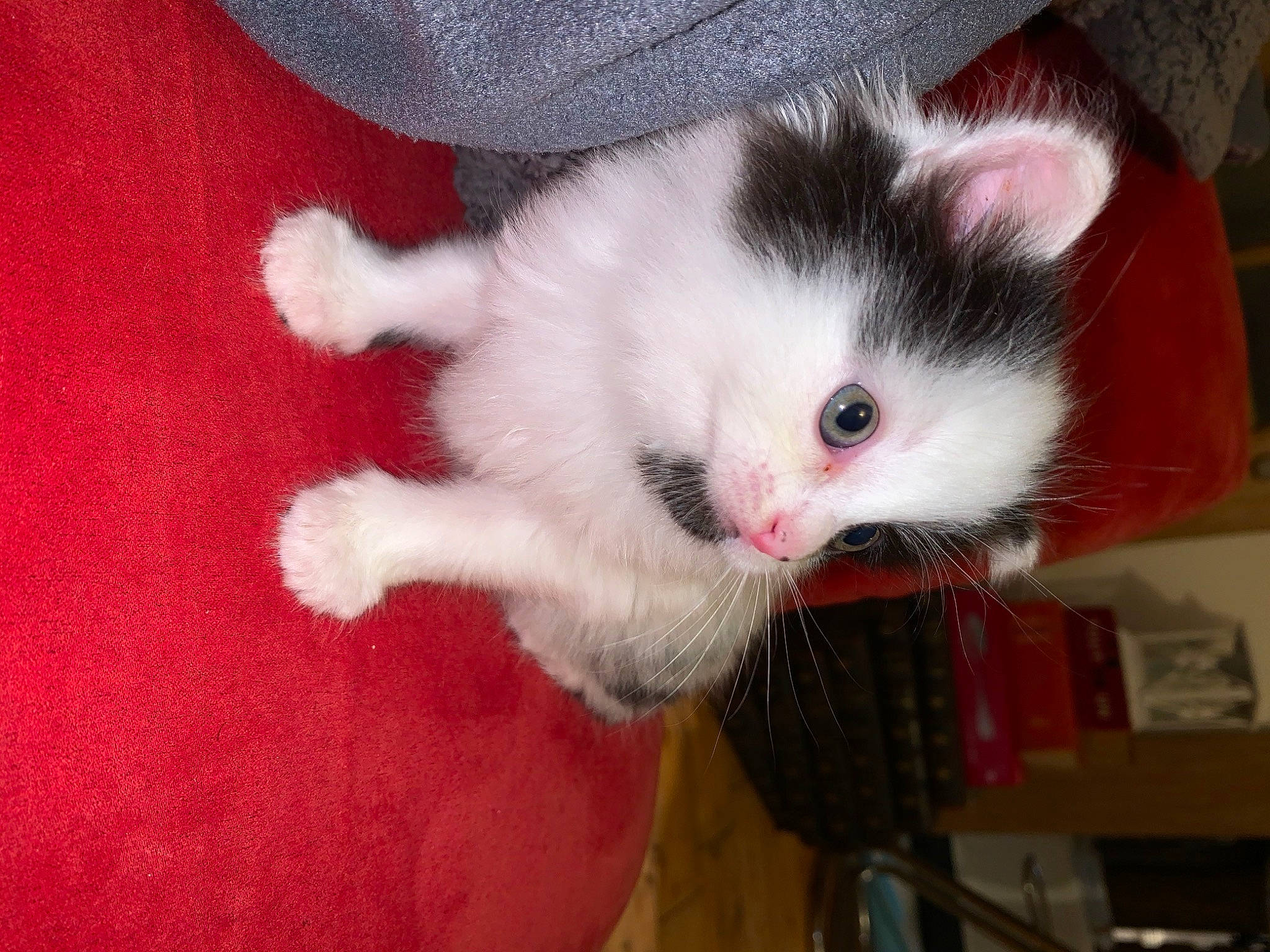 Junior a rejoint le concours — aidez-le/la à gagner de superbes lots ! asian, carnivore, cat, claw, domestic_long_haired_cat, domestic_short_haired_cat, felidae, fur, kitten, mammal, norwegian_forest_cat, ojos_azules, paw, polydactyl_cat, small_to_medium_sized_cats, tail, turkish_van, vertebrate, whiskers