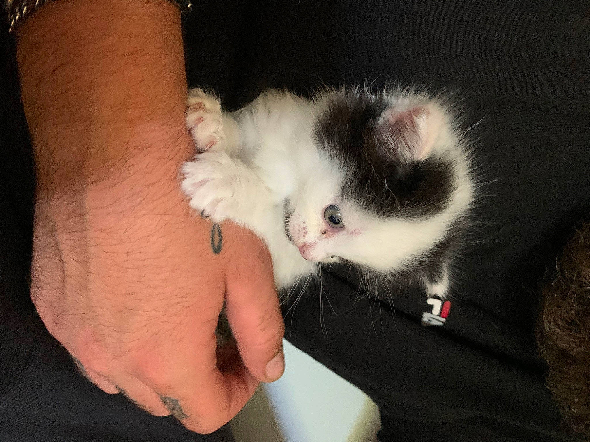 Junior participe au concours pour gagner de l'argent avec cette photo : arm, carnivore, cat, claw, domestic_long_haired_cat, ear, eye, felidae, finger, fur, hand, kitten, mammal, nail, norwegian_forest_cat, paw, polydactyl_cat, skin, small_to_medium_sized_cats, whiskers