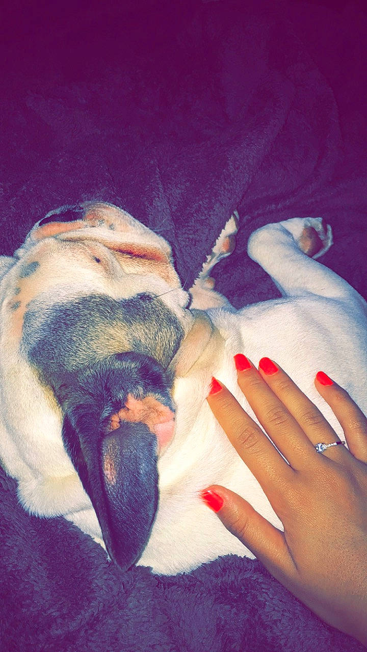 Snow participe au concours pour gagner de l'argent avec cette photo : canidae, finger, fox_terrier, gesture, hand, love, nail