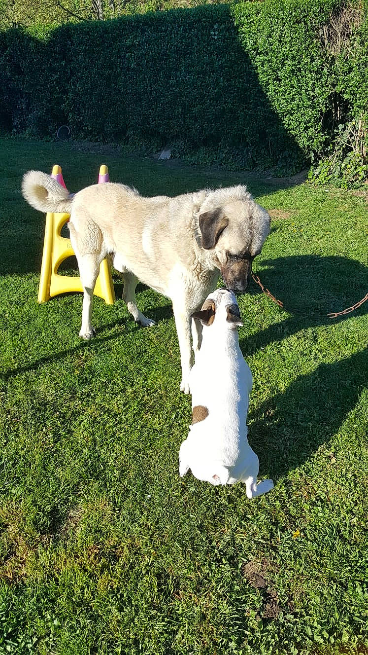 Snow a rejoint le concours — aidez-le/la à gagner de superbes lots ! akbash_dog, anatolian_shepherd_dog, canidae, carnivore, companion_dog, dog, dog_breed, fawn, grass, kangal_dog, labrador_retriever, lawn, livestock_guardian_dog, mammal, retriever, sporting_group, tail, vertebrate