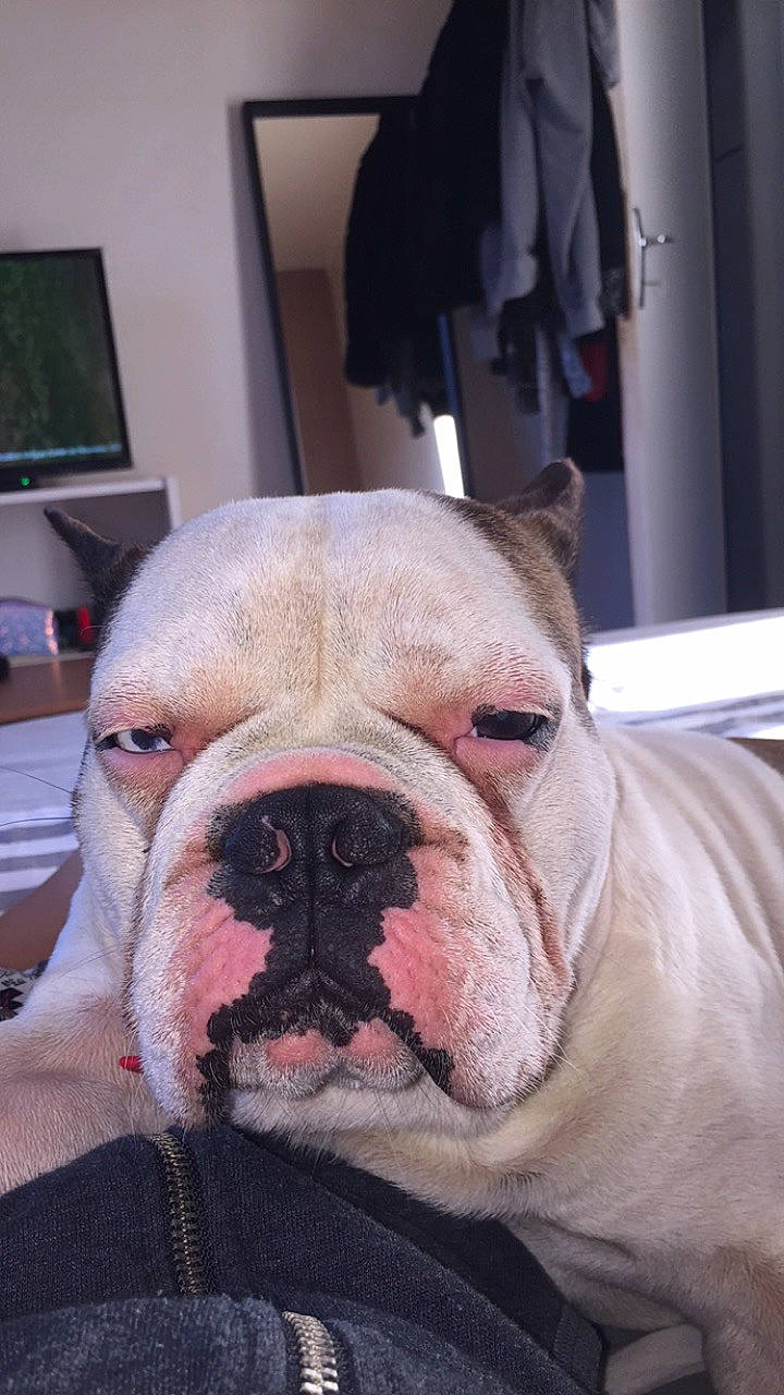 Snow participe au concours pour gagner de l'argent avec cette photo : american_bulldog, australian_bulldog, british_bulldogs, bulldog, canidae, carnivore, companion_dog, dog, dog_breed, mammal, non_sporting_group, nose, old_english_bulldog, olde_english_bulldogge, skin, snout, toy_bulldog, vertebrate, white_english_bulldog, wrinkle