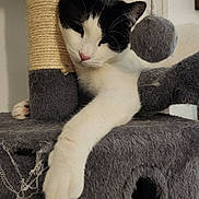 Nita participe au concours pour gagner de l'argent avec cette photo : cat, black_and_white, sleepy, relaxed, sitting, paw, whiskers, pink_nose, feline, pet, animal, cat_tree, scratching_post, fuzzy, pom_pom, indoor, portrait, close_up, gray, white