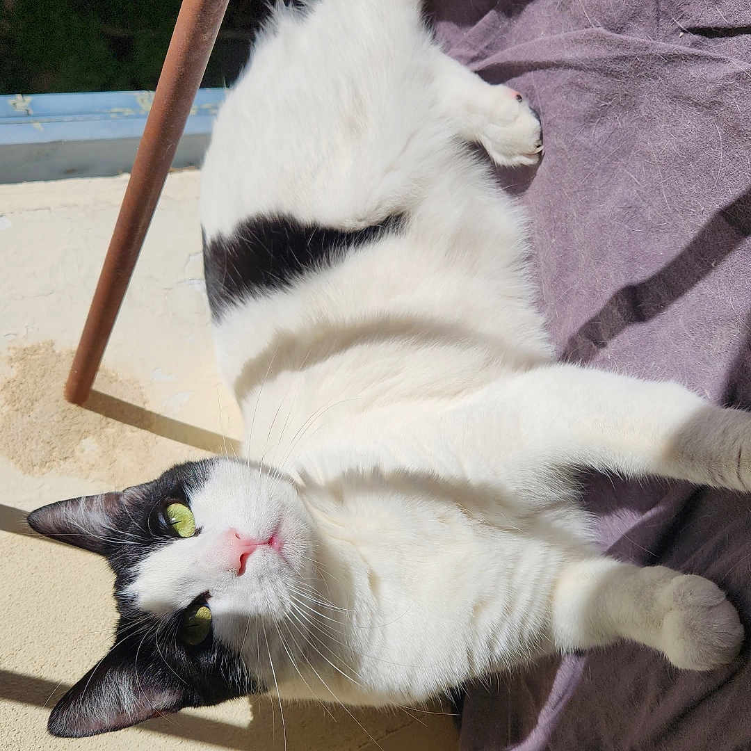 Nita a rejoint le concours — aidez-le/la à gagner de superbes lots ! cat, black_and_white, pet, animal, feline, lying_down, lounging, relaxed, green_eyes, pink_nose, whiskers, fur, purple_cushion, windowsill, sunlight, indoor, portrait, close_up, shadows, funny_pose