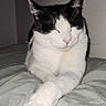 Nita participe au concours pour gagner de l'argent avec cette photo : cat, black_and_white, pet, feline, animal, portrait, close_up, sleeping, relaxed, peaceful, whiskers, ears, pink_nose, front_paw, extended_paw, bed, blanket, indoors, cozy, flash_photography