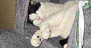 Nita participe au concours pour gagner de l'argent avec cette photo : cat, black_and_white_cat, sleeping, lounging, indoors, pet, furry, whiskers, pink_nose, paws, upside_down, cozy, cat_house, fuzzy_fabric, rope, gray, relaxed, animal_portrait, home, nap