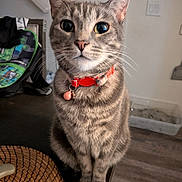 Grace is registered to the contest to win money with this photo: cat, tabby_cat, pet, indoor, collar, wide_eyes, table, curious, feline, whiskers, fur, domestic_animal, close_up, sitting, looking, household, background, litter_box, backpack, floor
