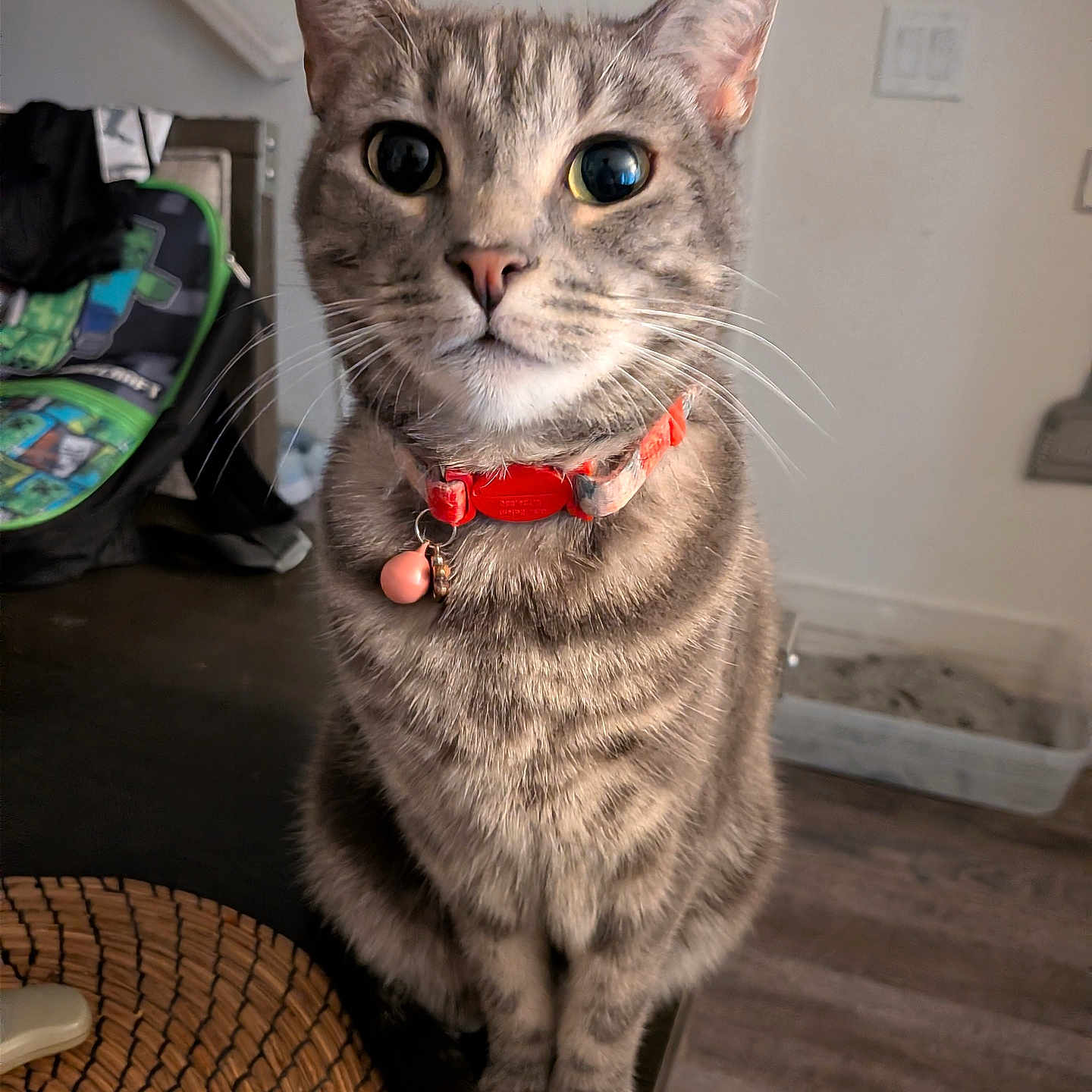 Grace is registered to the contest to win money with this photo: cat, tabby_cat, pet, indoor, collar, wide_eyes, table, curious, feline, whiskers, fur, domestic_animal, close_up, sitting, looking, household, background, litter_box, backpack, floor