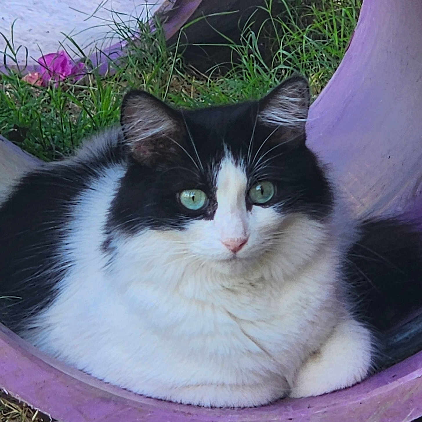 Little Grey is registered to the contest to win money with this photo: cat, black_and_white, green_eyes, fluffy, animal, pet, outdoor, grass, purple_structure, relaxed, feline, nature, cute, whiskers, ears, face, sitting, portrait, closeup, calm