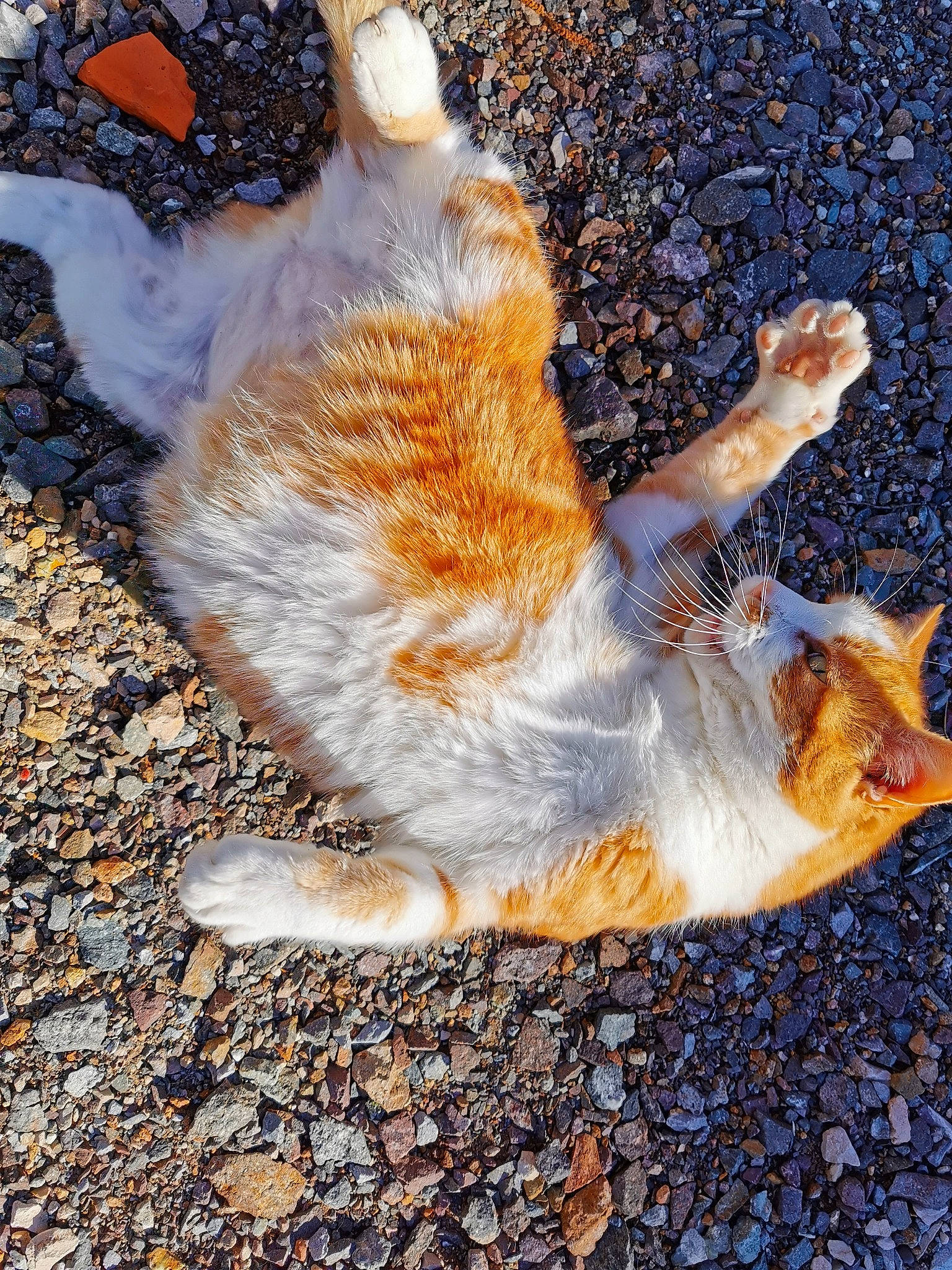 Kheops a rejoint le concours — aidez-le/la à gagner de superbes lots ! aegean_cat, canidae, carnivore, cat, claw, dog_breed, european_shorthair, fawn, felidae, fur, german_rex, organism, paw, polydactyl_cat, small_to_medium_sized_cats, snout, tabby_cat, tail, whiskers