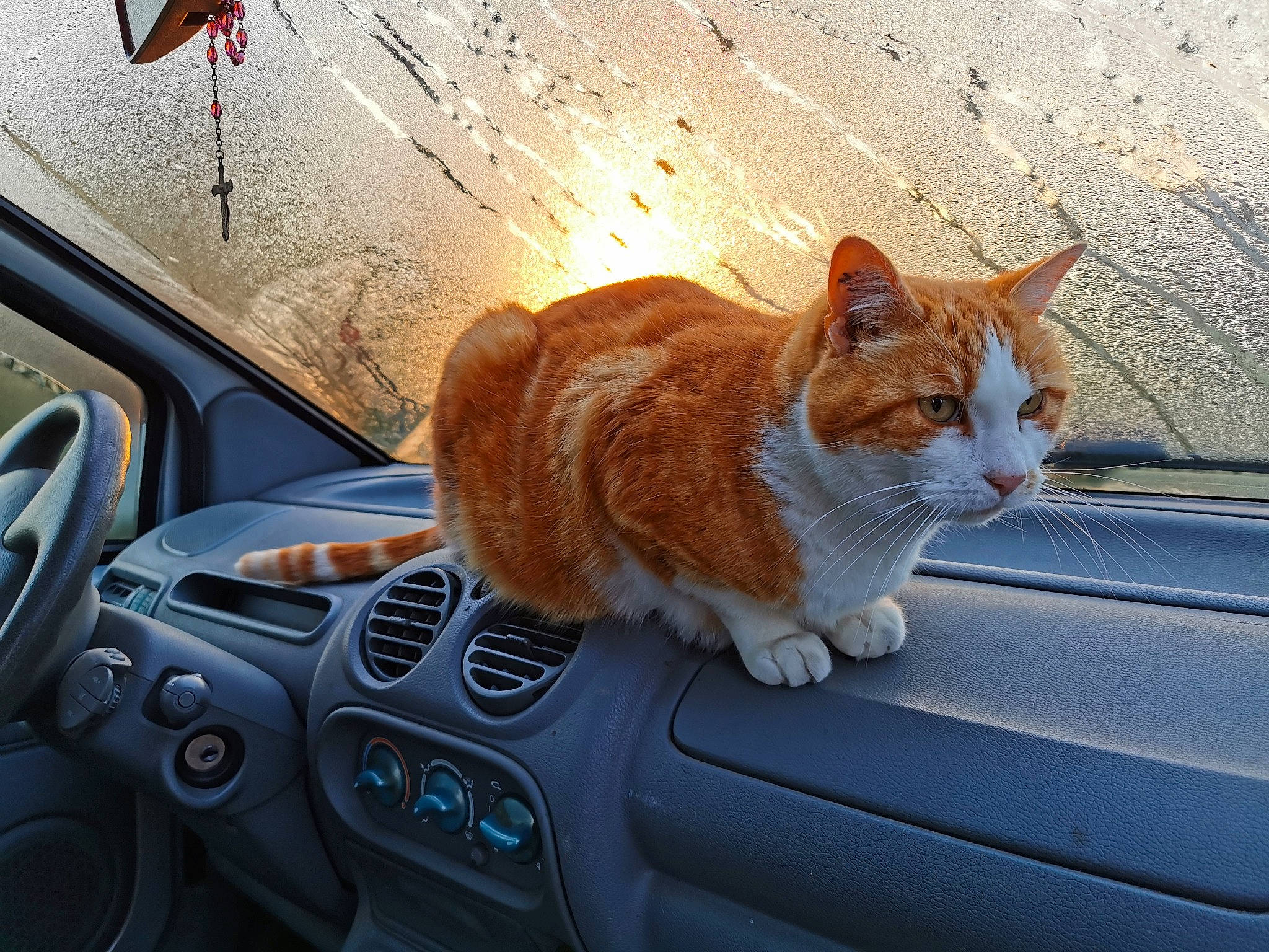 Kheops a rejoint le concours — aidez-le/la à gagner de superbes lots ! aegean_cat, auto_part, automotive_exterior, automotive_window_part, car, carnivore, cat, family_car, felidae, glass, paw, sky, small_to_medium_sized_cats, snout, tabby_cat, vehicle, vehicle_door, whiskers, window, windshield