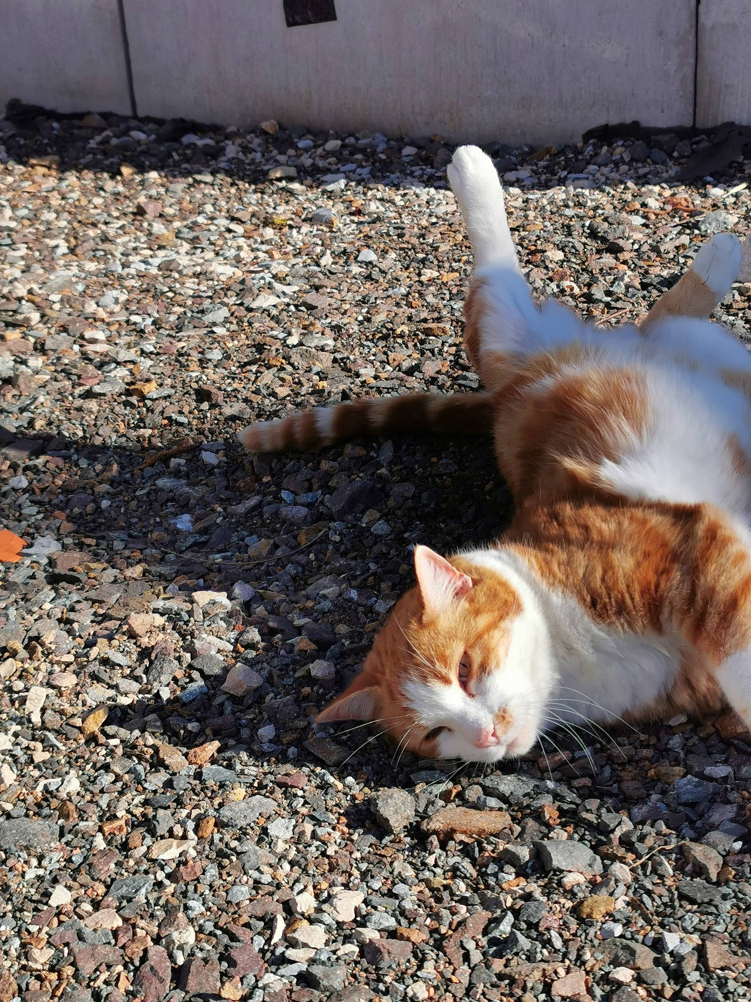 Kheops a rejoint le concours — aidez-le/la à gagner de superbes lots ! aegean_cat, carnivore, cat, domestic_short_haired_cat, european_shorthair, fawn, felidae, fur, german_rex, polydactyl_cat, small_to_medium_sized_cats, tabby_cat, tail, turkish_van, whiskers