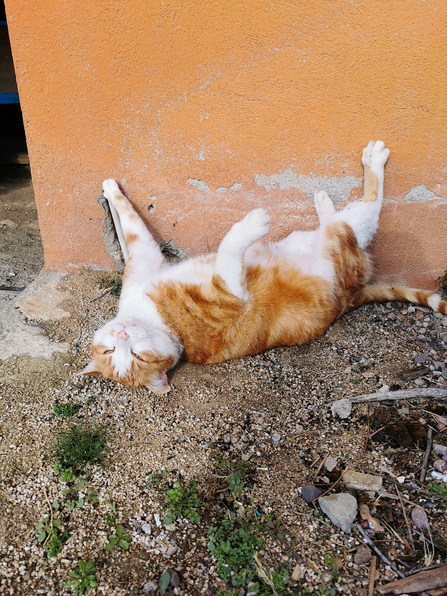 Kheops a rejoint le concours — aidez-le/la à gagner de superbes lots ! aegean_cat, carnivore, cat, european_shorthair, fawn, felidae, fur, german_rex, grass, paw, polydactyl_cat, sand, small_to_medium_sized_cats, tail, whiskers