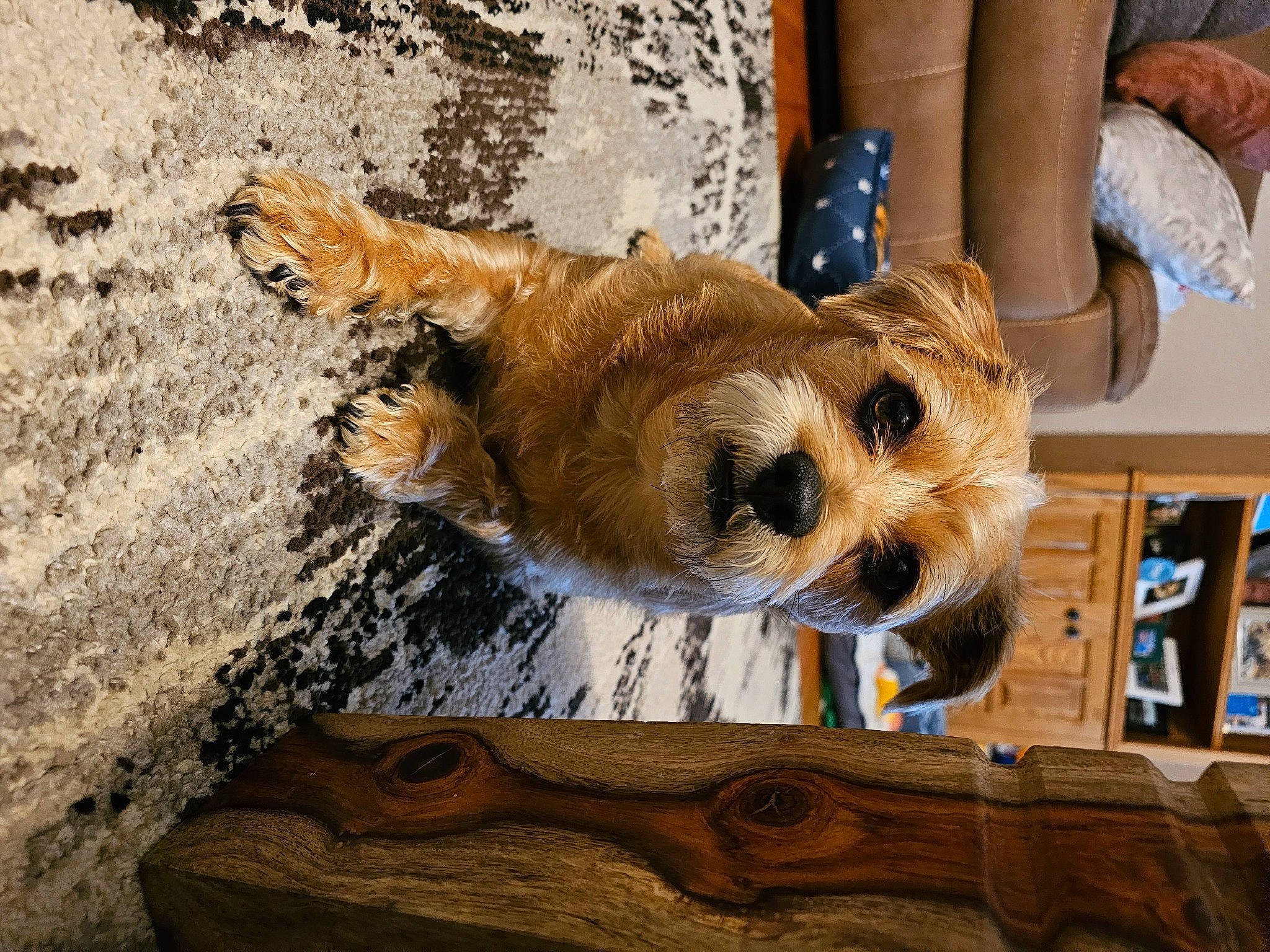 Howard joined the competition — help win amazing prizes! canidae, carnivore, clock, companion_dog, dog, dog_breed, dog_clothes, dog_supply, fawn, fur, hardwood, human_leg, pet_supply, small_terrier, snout, sporting_group, terrier, toy_dog, wood, working_animal