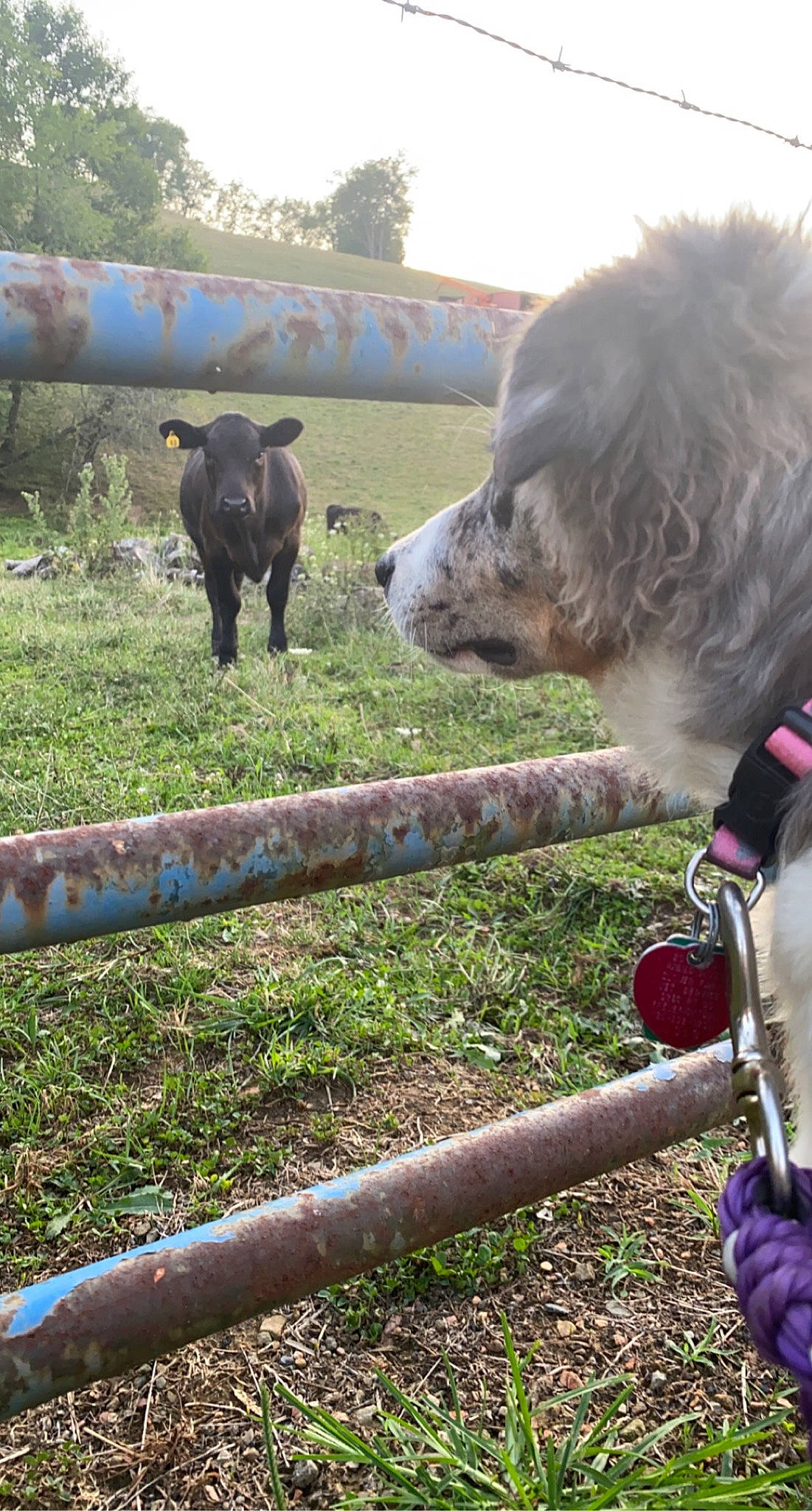 Blueberry joined the competition — help win amazing prizes! bovine, canidae, carnivore, collar, companion_dog, dog, dog_breed, dog_collar, dog_sports, fur, mammal, meadow, pasture, ranch, rural_area, snout, sporting_group, terrestrial_animal, vertebrate, working_animal