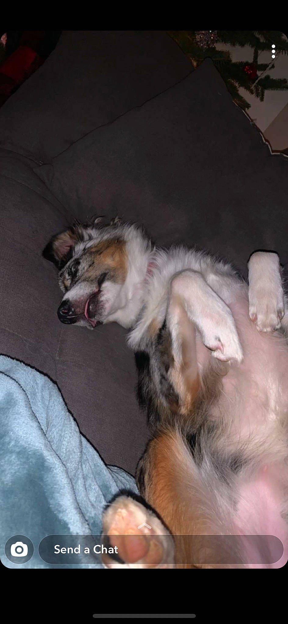 Blueberry joined the competition — help win amazing prizes! canidae, carnivore, comfort, companion_dog, dog, dog_breed, dog_supply, fur, jaw, northern_inuit_dog, sled_dog, snout, sporting_group, working_animal, working_dog