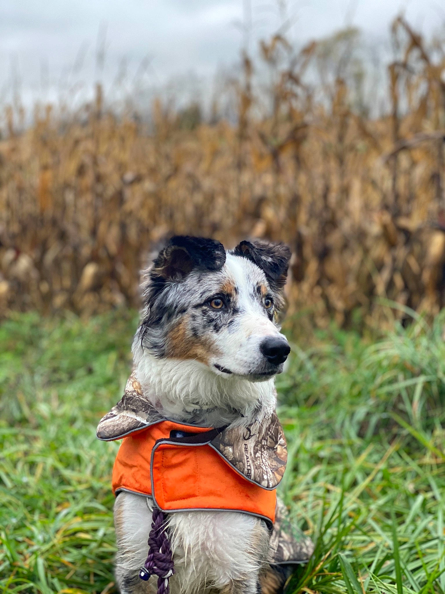 Blueberry is registered to the contest to win money with this photo: canidae, carnivore, collar, companion_dog, dog, dog_breed, dog_clothes, dog_collar, dog_supply, fur, grass_family, hunting_dog, leash, mammal, pet_supply, snout, sporting_group, vertebrate, working_animal, working_dog