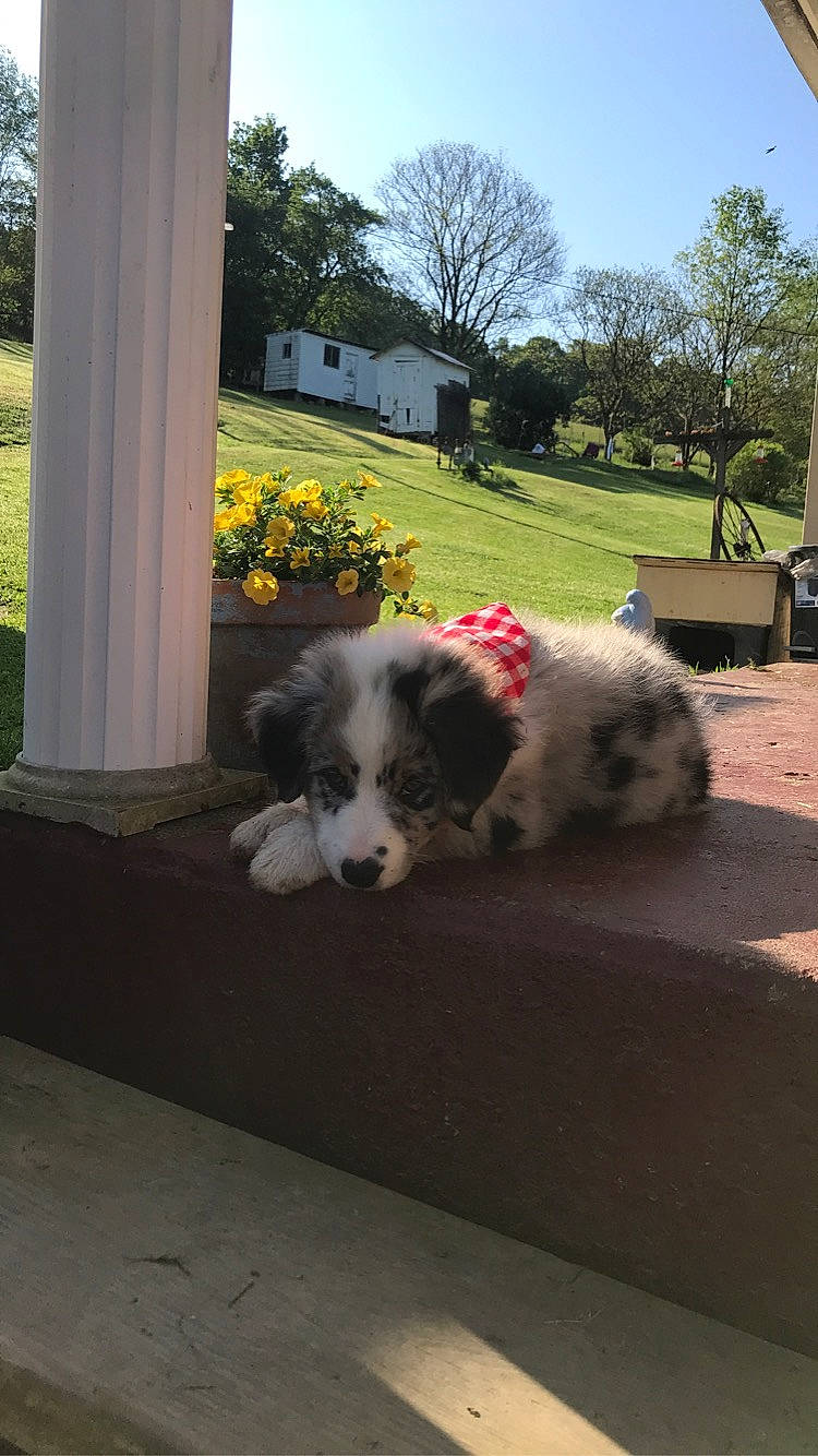 Blueberry joined the competition — help win amazing prizes! canidae, carnivore, cavachon, companion_dog, dog, dog_breed, mammal, old_english_sheepdog, petit_basset_griffon_vendeen, polish_lowland_sheepdog, rare_breed_dog, romanian_mioritic_shepherd_dog, shih_tzu, sporting_group, sporting_lucas_terrier, tibetan_terrier, vertebrate