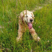 Dune a rejoint le concours — aidez-le/la à gagner de superbes lots ! dog, golden_retriever, grass, wildflowers, greenery, outdoor, nature, tongue_out, pet, animal, summer, relaxing, field, happy, canine, fur, resting, daylight, muzzle, ears