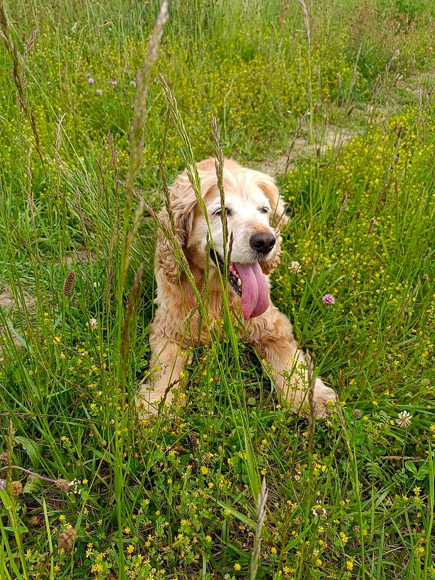 Dune a rejoint le concours — aidez-le/la à gagner de superbes lots ! dog, golden_retriever, grass, wildflowers, greenery, outdoor, nature, tongue_out, pet, animal, summer, relaxing, field, happy, canine, fur, resting, daylight, muzzle, ears