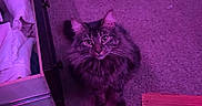 Wednesday joined the competition — help win amazing prizes! cat, fluffy_cat, carpet, drawer, open_drawer, linens, wooden_table, purple_light, indoor, pet, feline, room, furniture, floor, domestic, looking_up, curious, home, cozy, messy_room