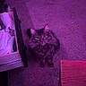 cat, fluffy_cat, carpet, drawer, open_drawer, linens, wooden_table, purple_light, indoor, pet, feline, room, furniture, floor, domestic, looking_up, curious, home, cozy, messy_room