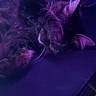 Wednesday joined the competition — help win amazing prizes! cat, sleeping, paw, fur, purple_light, blue_light, headset, electronics, indoor, cozy, resting, pet, animal, closeup, soft_light, quiet, relaxation, feline, dark_background, napping