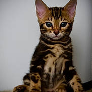Sage joined the competition — help win amazing prizes! cat, kitten, tabby, animal, pet, feline, portrait, sitting, front_view, blue_eyes, striped_fur, whiskers, pointed_ears, paws, indoors, carpet, plain_background, centered, cute, alert