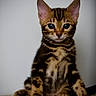 cat, kitten, tabby, animal, pet, feline, portrait, sitting, front_view, blue_eyes, striped_fur, whiskers, pointed_ears, paws, indoors, carpet, plain_background, centered, cute, alert