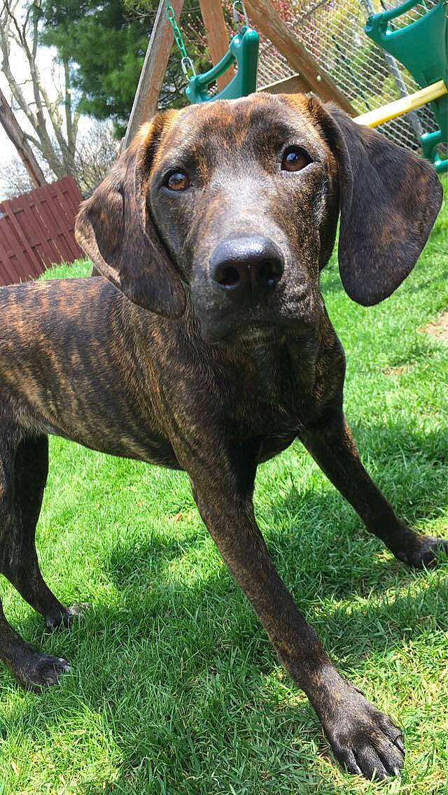 Mila is registered to the contest to win money with this photo: bavarian_mountain_hound, canidae, carnivore, dog, dog_breed, german_shorthaired_pointer, hanover_hound, hound, hunting_dog, liver, mammal, mountain_cur, plott_hound, rare_breed_dog, sporting_group, treeing_tennessee_brindle, vertebrate