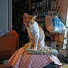 animal, cat, cluttered_room, domestic, fan, furniture, household_items, indoor, lighting, orange_cat, pet, pink_checkered_cloth, plastic_bag, portrait, quilt, shadow, shelf, sitting, table, wooden_furniture
