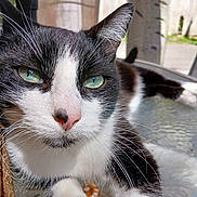 Bassie joined the competition — help win amazing prizes! backyard, black_and_white, cat, close_up, domestic_animal, face, fur, glass_table, green_eyes, nose, outdoor, paw, pet, pink_nose, portrait, relaxed, sunlight, tabletop, tuxedo_cat, whiskers
