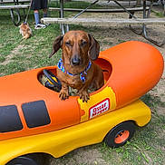 Petey joined the competition — help win amazing prizes! dog, dachshund, toy_car, wienermobile, bandana, orange, yellow, grass, park, picnic_table, person, leash, pet, outdoor, vehicle, small_dog, casual_clothing, shoes, nature, summer