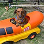 dog, dachshund, toy_car, wienermobile, bandana, orange, yellow, grass, park, picnic_table, person, leash, pet, outdoor, vehicle, small_dog, casual_clothing, shoes, nature, summer