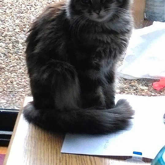 Obella