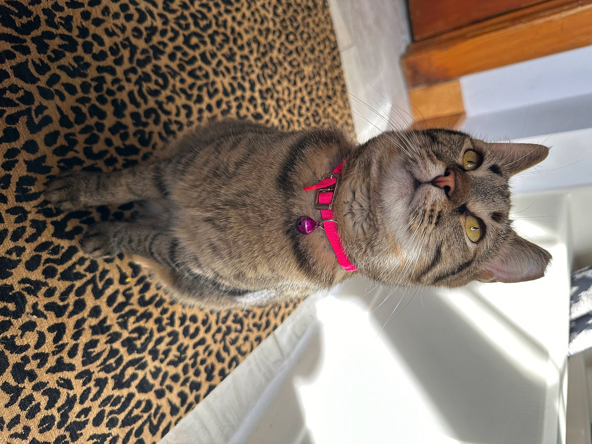 Dolly joined the competition — help win amazing prizes! carnivore, cat, cat_supply, claw, collar, domestic_short_haired_cat, felidae, fur, grey, small_to_medium_sized_cats, snout, tail, terrestrial_animal, whiskers