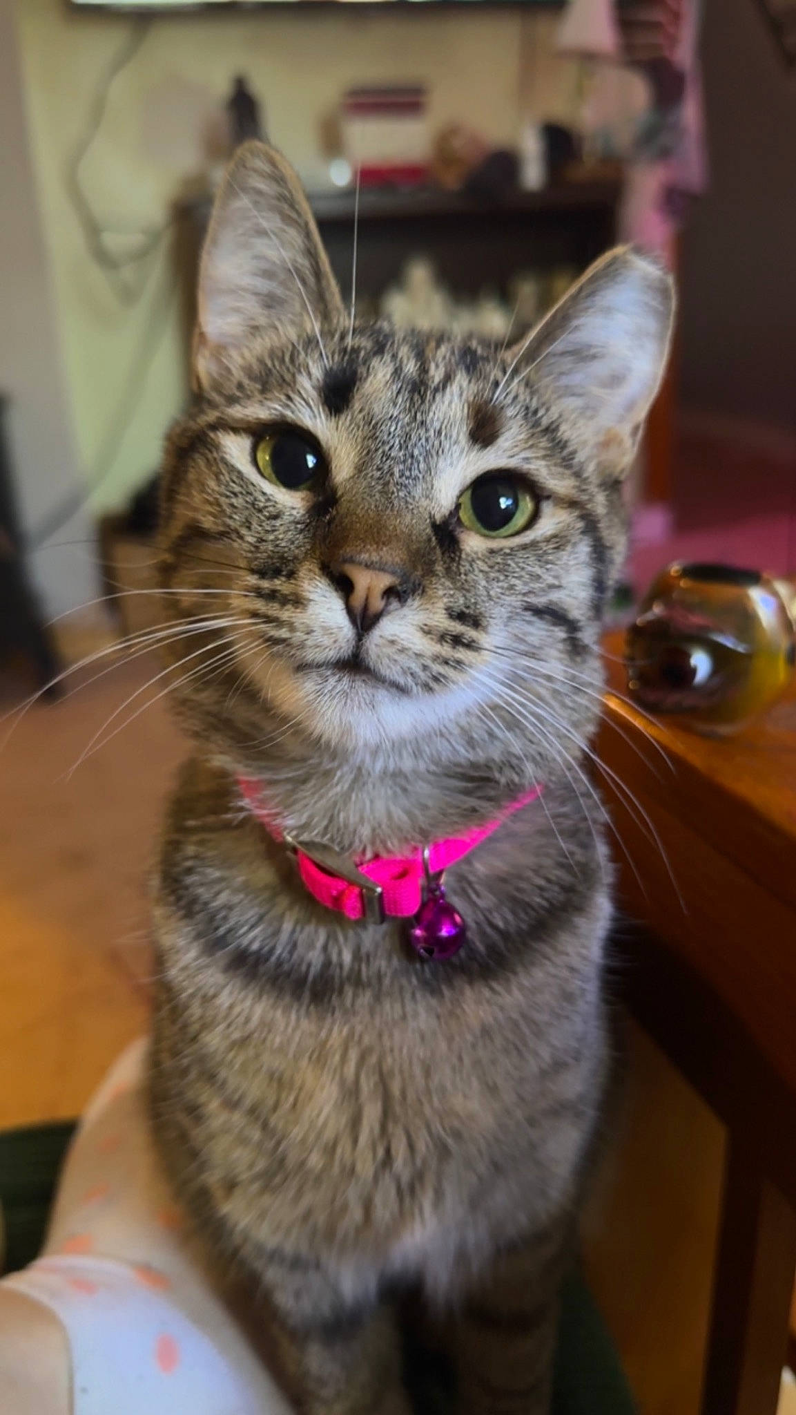 Dolly joined the competition — help win amazing prizes! carnivore, cat, collar, domestic_short_haired_cat, felidae, fur, iris, leash, pet_supply, small_to_medium_sized_cats, snout, whiskers
