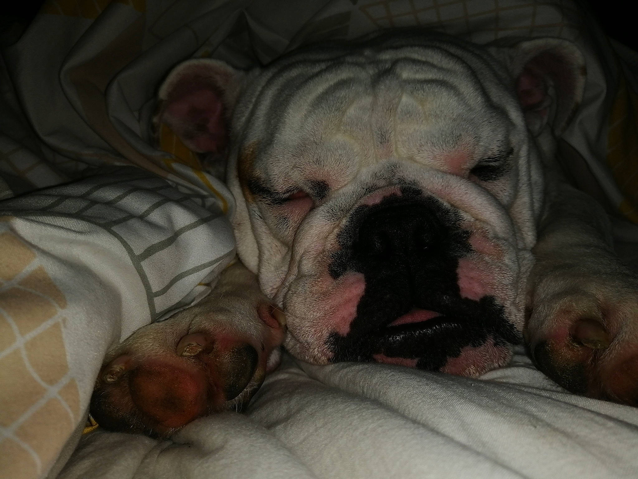 Kartman participe au concours pour gagner de l'argent avec cette photo : american_bulldog, british_bulldogs, bulldog, canidae, carnivore, companion_dog, dog, dog_breed, mammal, mouth, nap, non_sporting_group, old_english_bulldog, olde_english_bulldogge, skin, snout, toy_bulldog, valley_bulldog, white_english_bulldog, wrinkle