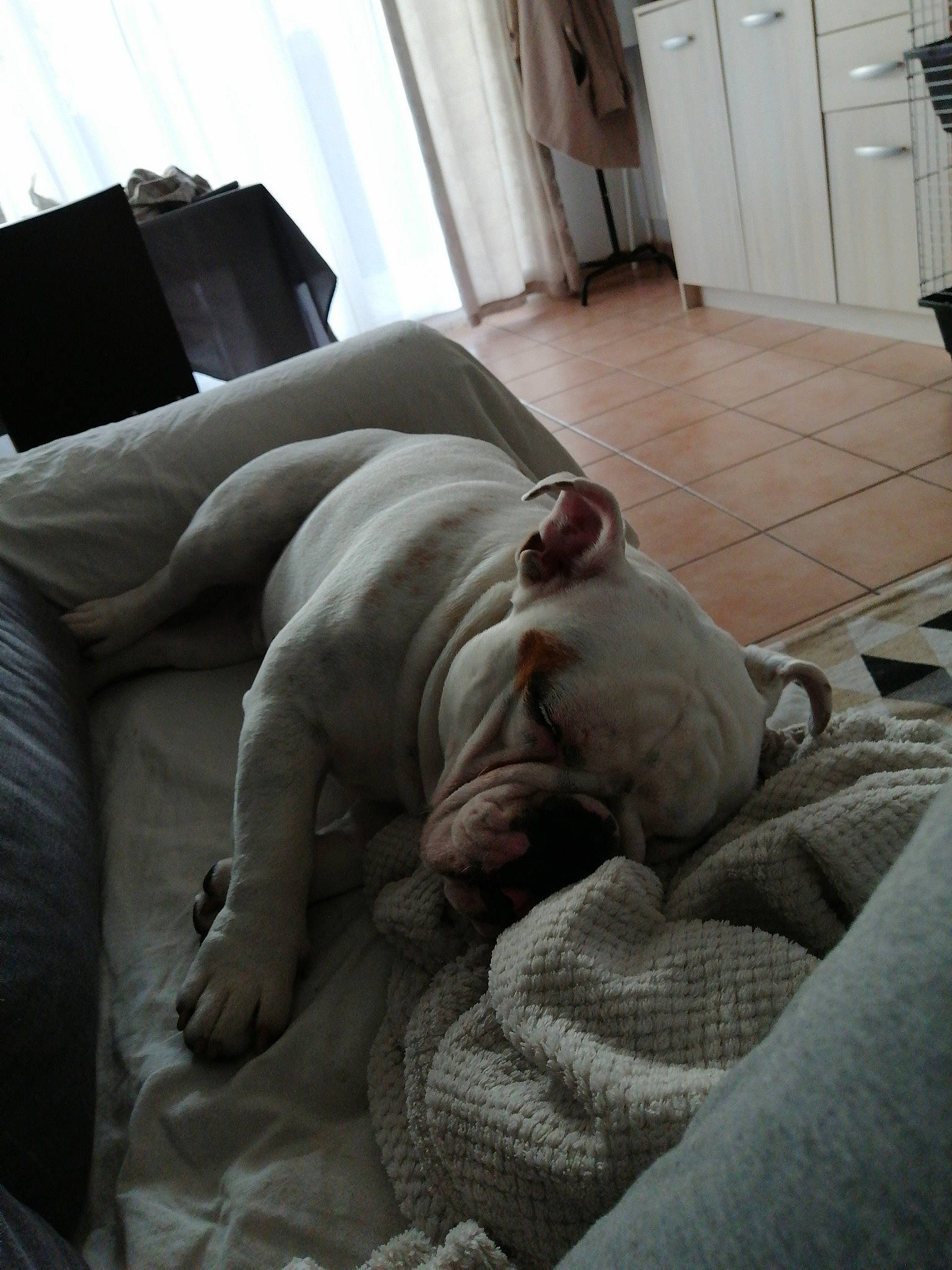 Kartman a rejoint le concours — aidez-le/la à gagner de superbes lots ! american_bulldog, bulldog, canidae, carnivore, comfort, companion_dog, dog, dog_breed, dogo_argentino, fawn, nap, non_sporting_group, snout, sporting_group