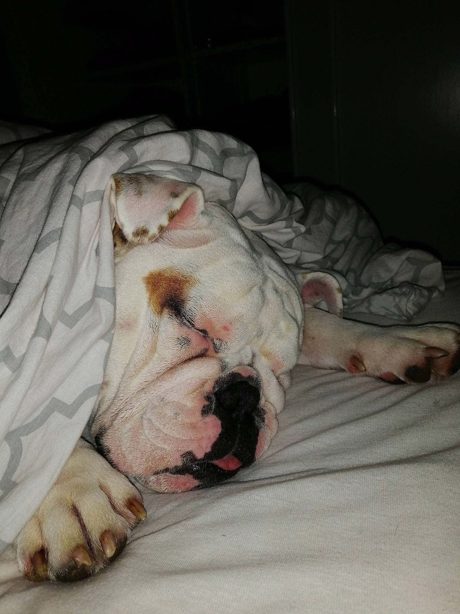 Kartman a rejoint le concours — aidez-le/la à gagner de superbes lots ! american_bulldog, bulldog, canidae, carnivore, companion_dog, dog, dog_breed, fawn, nap, non_sporting_group, old_english_bulldog, olde_english_bulldogge, paw, sleep, snout, sporting_group, toy_bulldog, white_english_bulldog