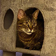 Tiffany is registered to the contest to win money with this photo: cat, tabby, cat_tree, pet, indoor, feline, curious, cozy, furniture, animal, toy, playful, ears, whiskers, paws, looking, sitting, soft_texture, home, cute
