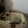 Astro participe au concours pour gagner de l'argent avec cette photo : animal, basket, bed, cat, cozy, cute, domestic, ears, furniture, furry, indoor, paw, pet, quiet, resting, rope_toy, siamese, sleeping, tail, tile_floor
