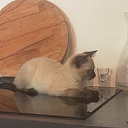 Astro a rejoint le concours — aidez-le/la à gagner de superbes lots ! appliance, cat, counter, curious, cutting_board, domestic, feline, glass, household, indoor, kitchen, kitten, pet, reflection, resting, siamese_cat, still_life, stovetop, tabletop, young_cat