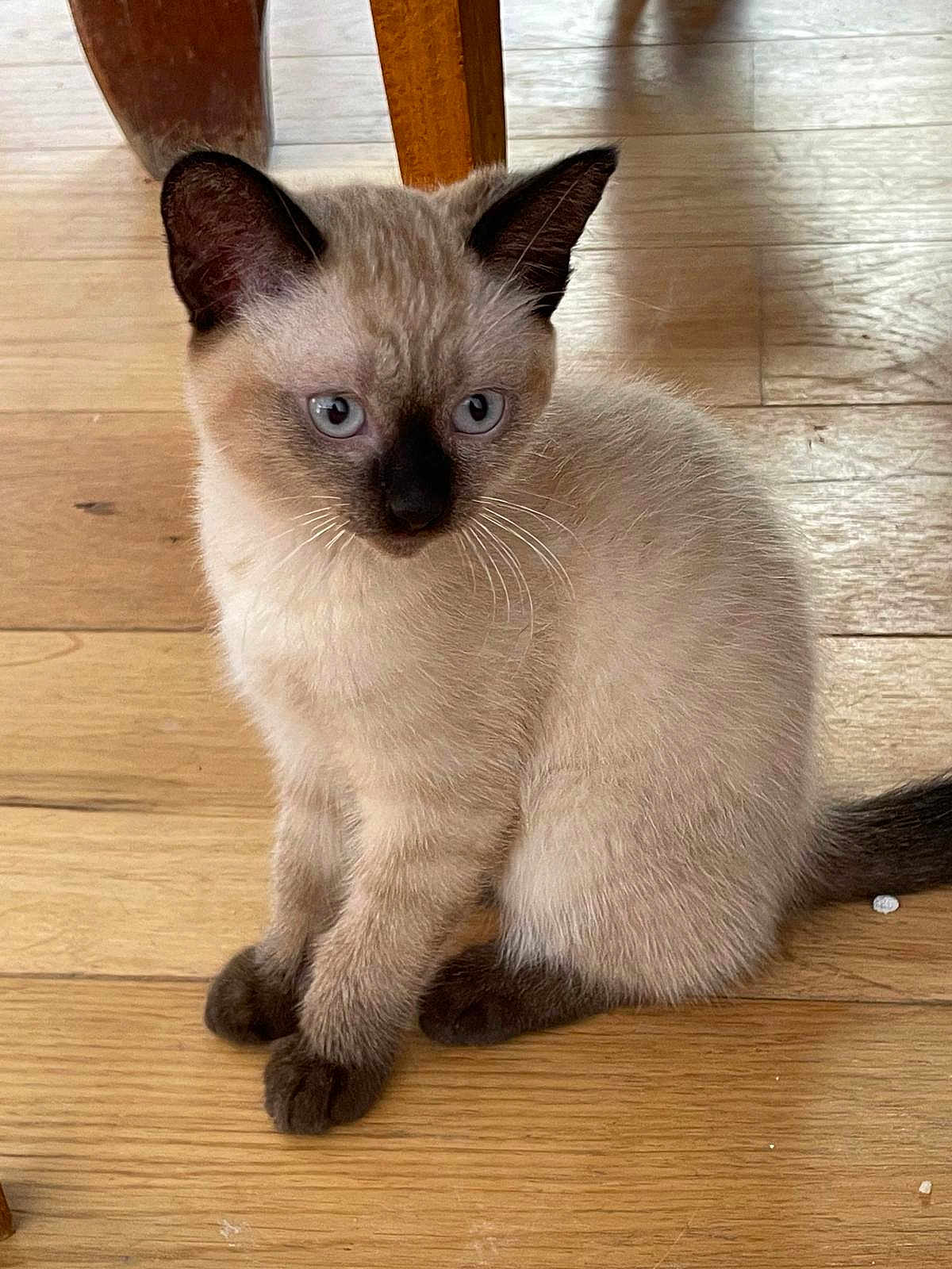 Astro
