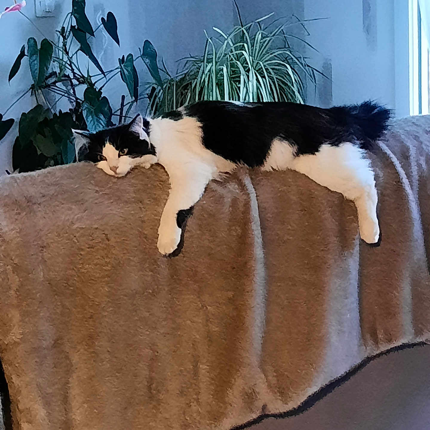 Fripon a rejoint le concours — aidez-le/la à gagner de superbes lots ! cat, black_and_white, feline, pet, indoor, couch, blanket, plant, relaxed, resting, fur, animal, home, cozy, living_room, domestic, comfort, laying, lazy, houseplant