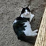 Fripon a rejoint le concours — aidez-le/la à gagner de superbes lots ! cat, animal, pet, black_and_white, fluffy, outdoor, gravel, wood, curious, lying_down, feline, whiskers, tail, ears, yellow_eyes, nature, daylight, relaxed, cute, mammal
