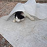 Fripon a rejoint le concours — aidez-le/la à gagner de superbes lots ! cat, black_and_white_cat, animal, pet, curious, outdoor, rocky_ground, wheelbarrow, white_sheet, playful, lying_down, ears, whiskers, paws, nature, garden, hidden, exploring, texture, daylight