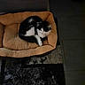 cat, pet_bed, black_and_white, curled_up, resting, indoor, cozy, furry, animal, sleeping, floor, rug, tile, quiet, calm, cute, domestic_cat, feline, soft, relaxing