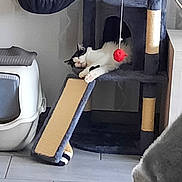 Fripon a rejoint le concours — aidez-le/la à gagner de superbes lots ! cat, cat_tree, sleeping_cat, litter_box, indoor, pet_toy, floor_tile, furniture, black_and_white, resting, scratching_post, household, domestic_animal, animal, cozy, relaxing, cat_ramp, playful, curious_cat, multiple_cats
