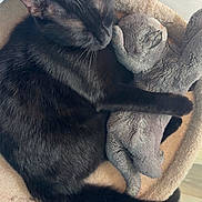 Yuki a rejoint le concours — aidez-le/la à gagner de superbes lots ! black_cat, cat, sleeping, pet_bed, plush_toy, stuffed_animal, cozy, indoor, feline, resting, animal, soft_texture, cute, relaxing, domestic_cat, fur, claws, whiskers, tail, companion